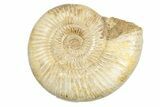 Polished Jurassic Ammonite (Perisphinctes) - Madagascar #248750-1